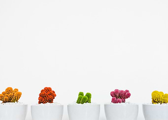 Cacti Row