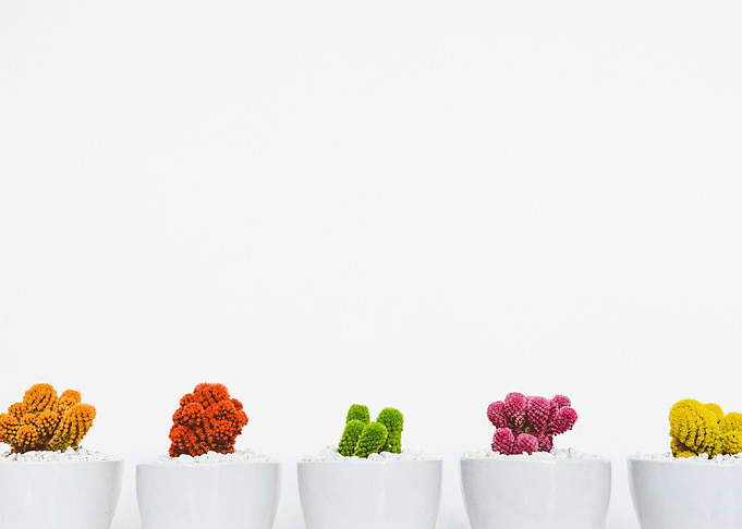 Cacti Row