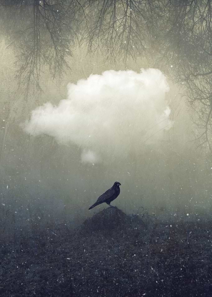 enigma proud raven