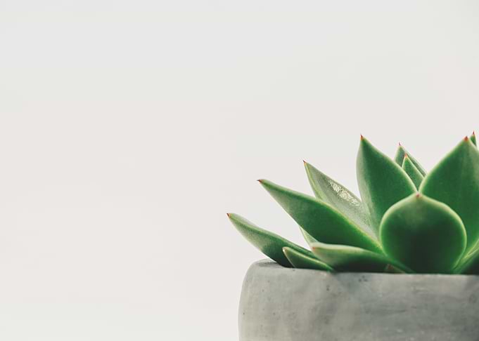 Minimal Succulent