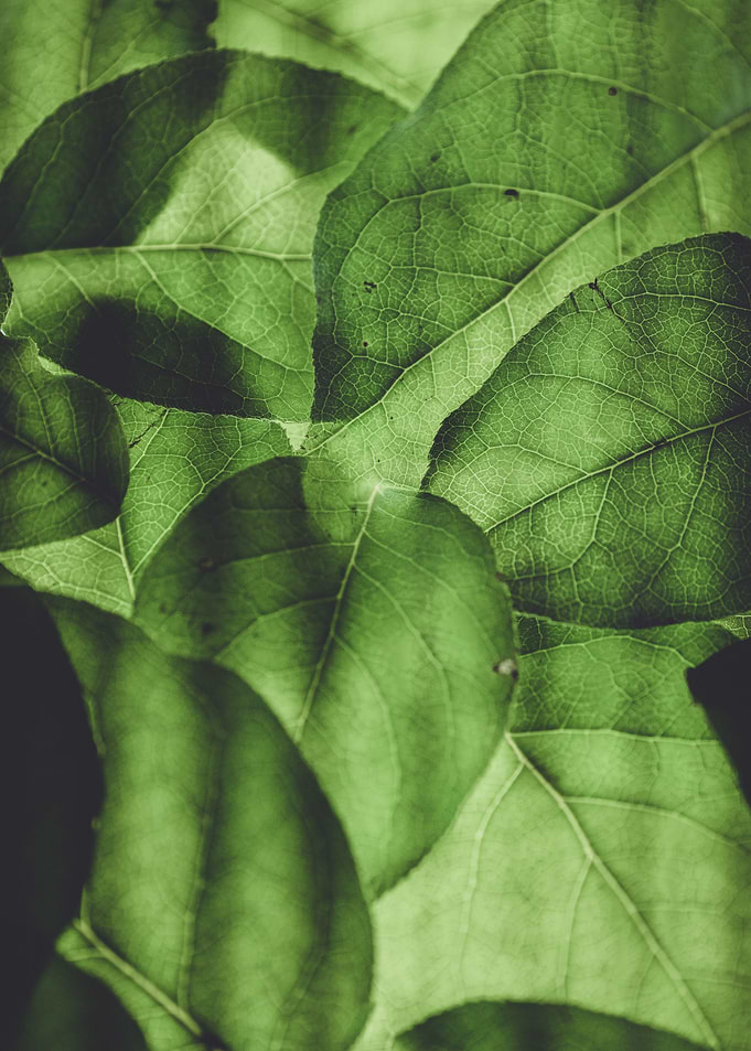 Sun behind Leaves