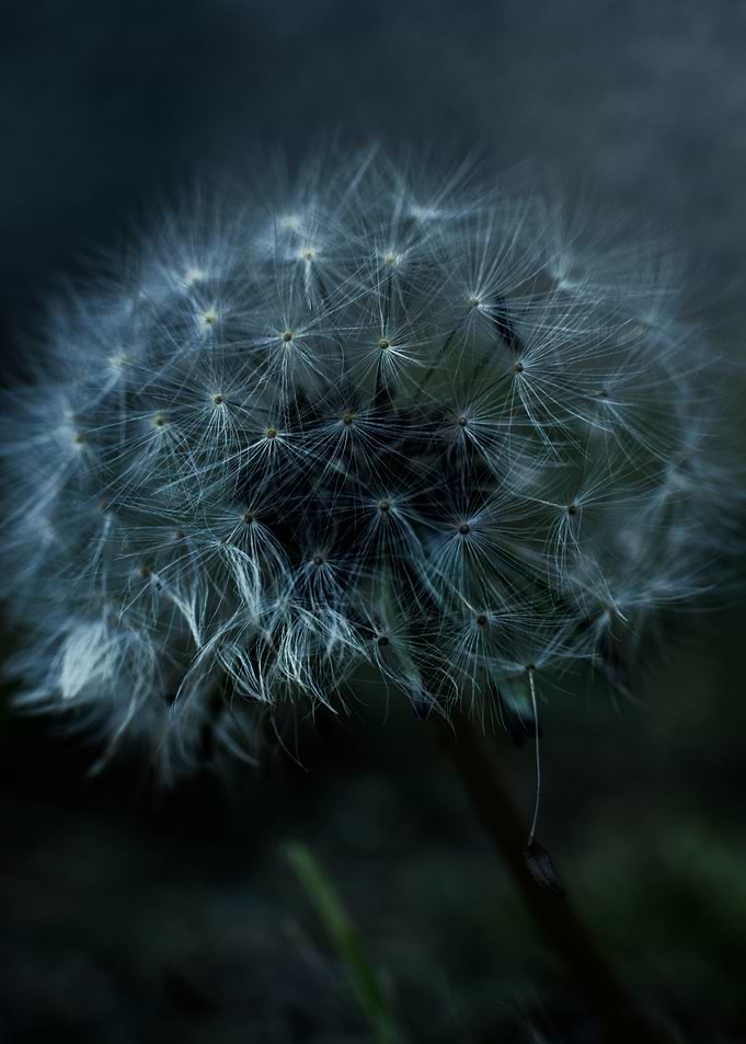 dandelion