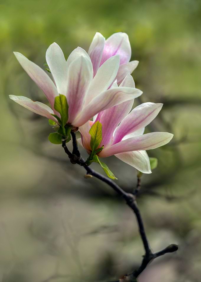 Pretty pink magnolia