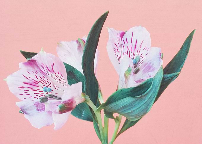 Peruvian Lily