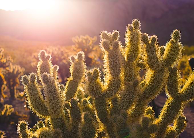 Sunlit Catcus