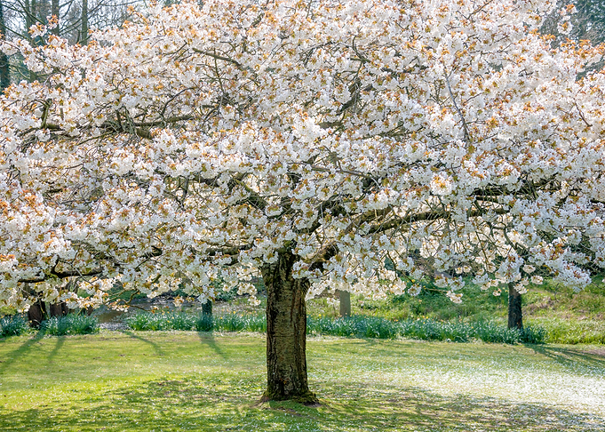Cherry Blossom Tree