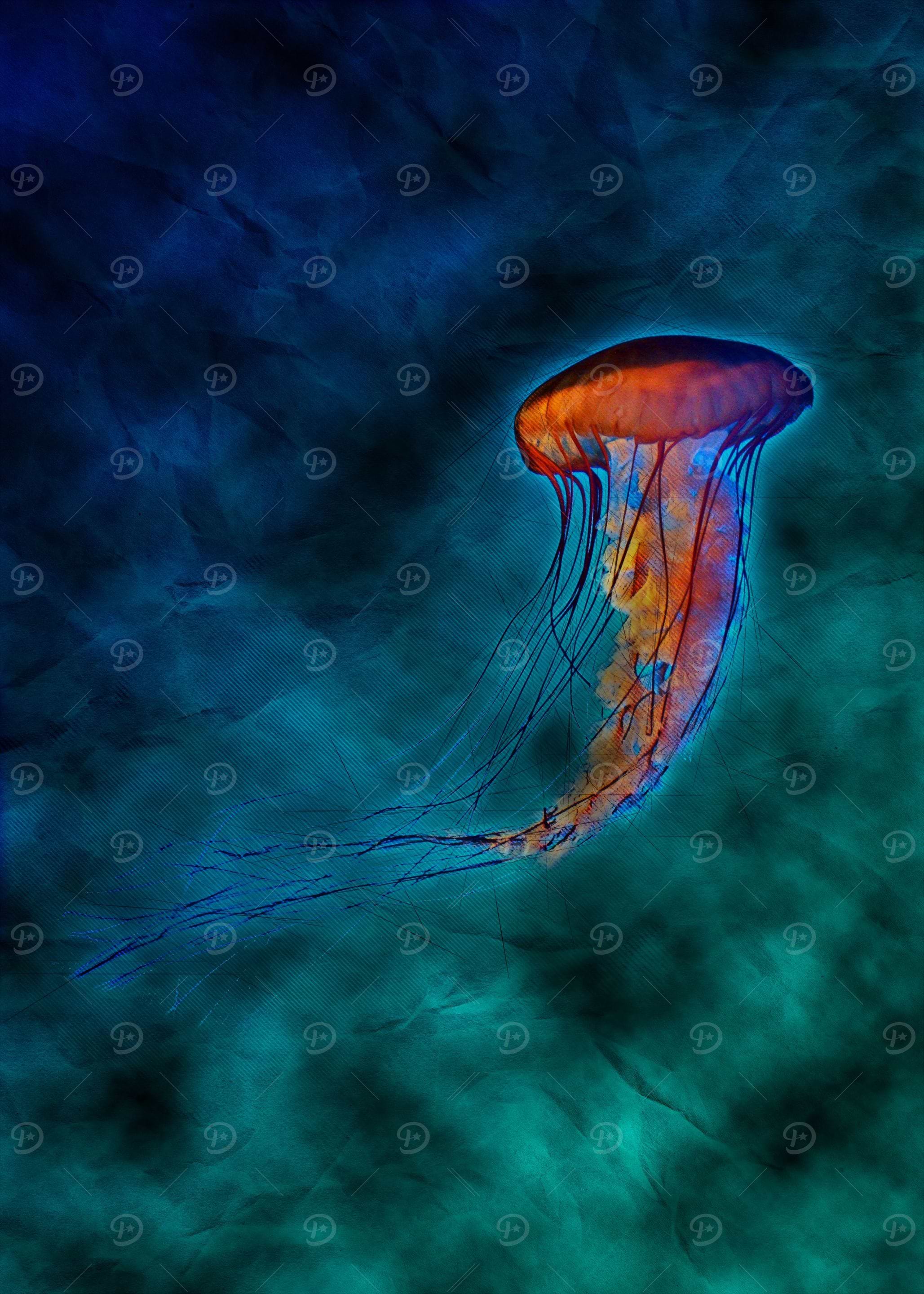 Jellyfish