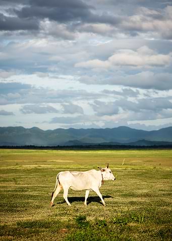 Cow