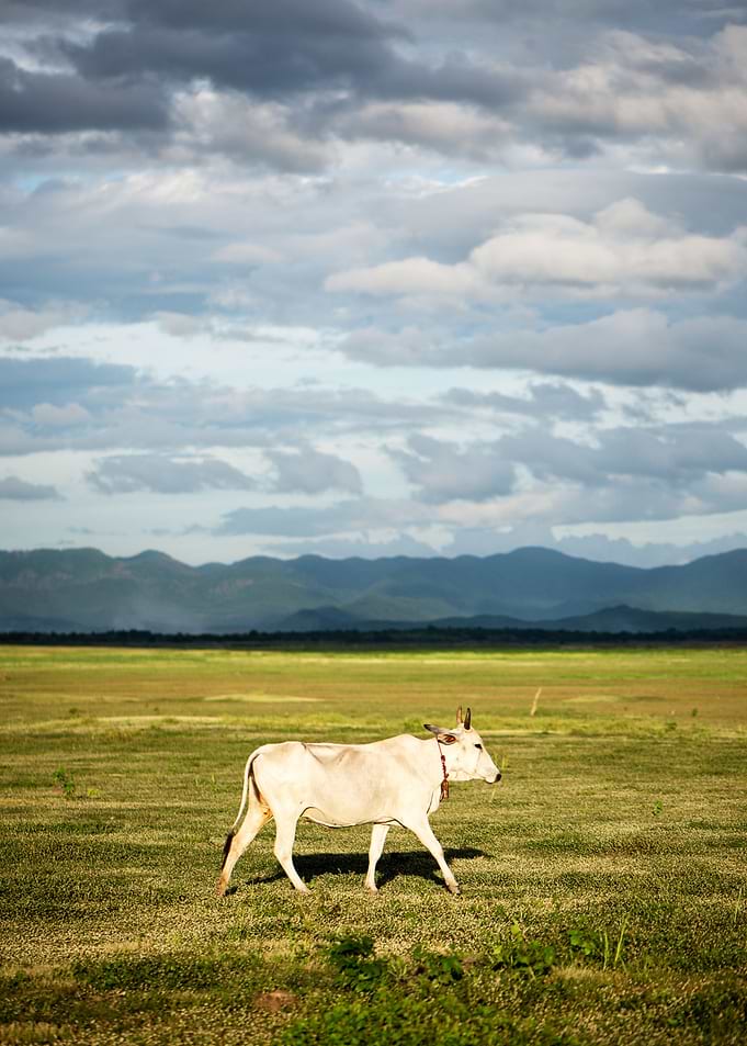 Cow