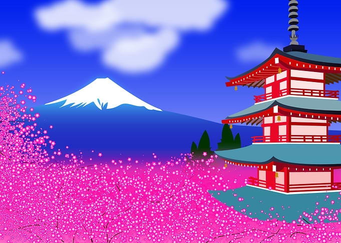 Mt Fuji Cherry Blossoms