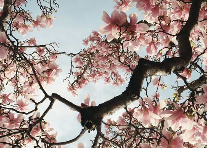 Flowering Branch