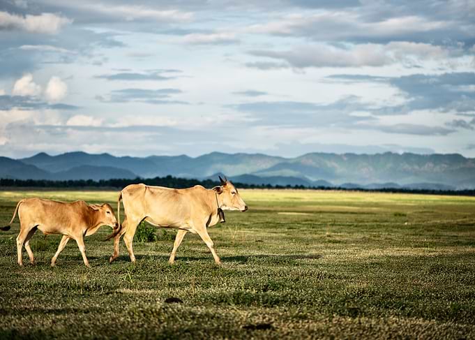 Two Cows
