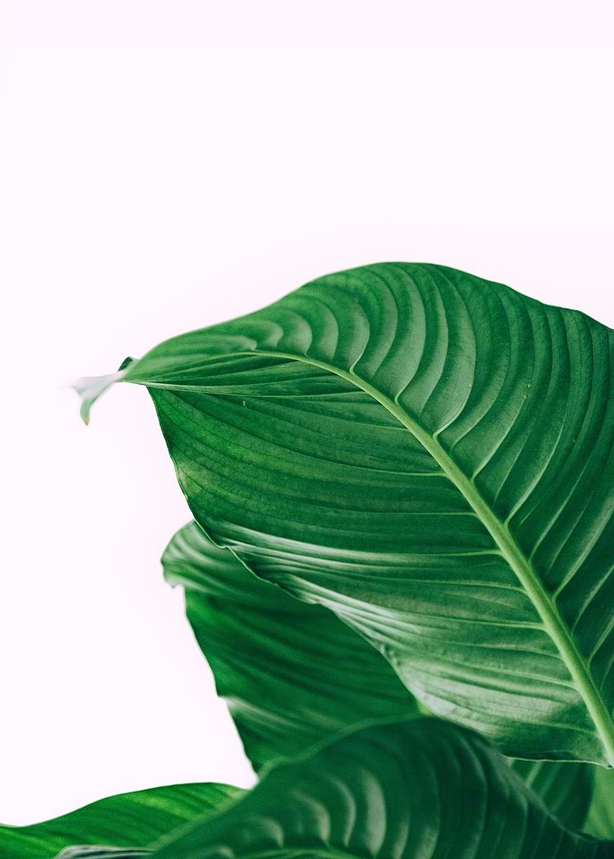 Corner Leaves