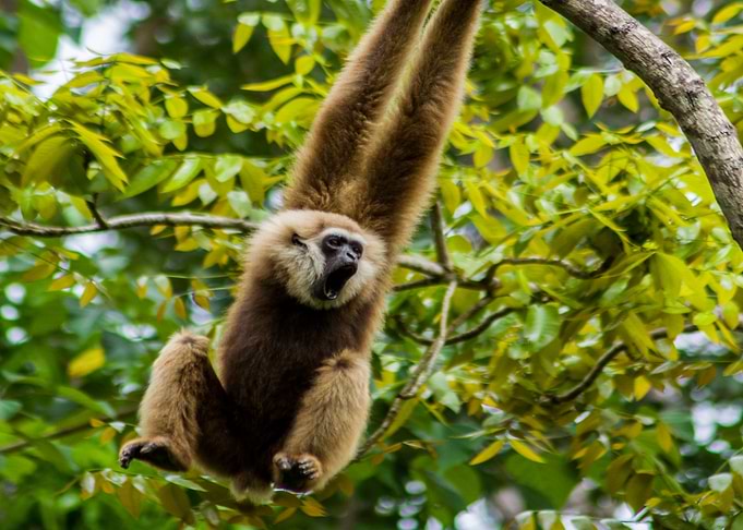 Monkey