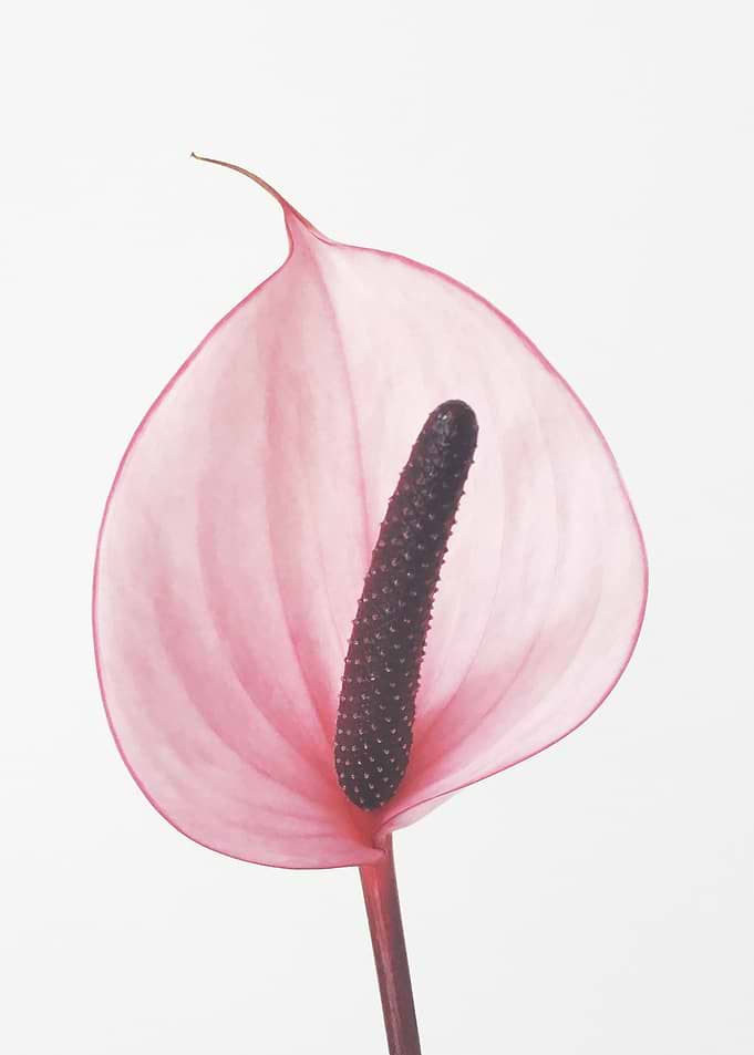 Pink Calla Lily