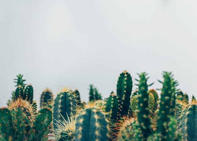 Cacti Heaven