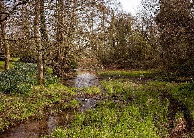 Forest River