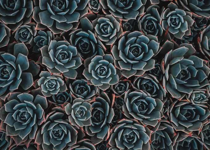 Succulent Heaven
