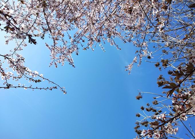 Cherry blossom