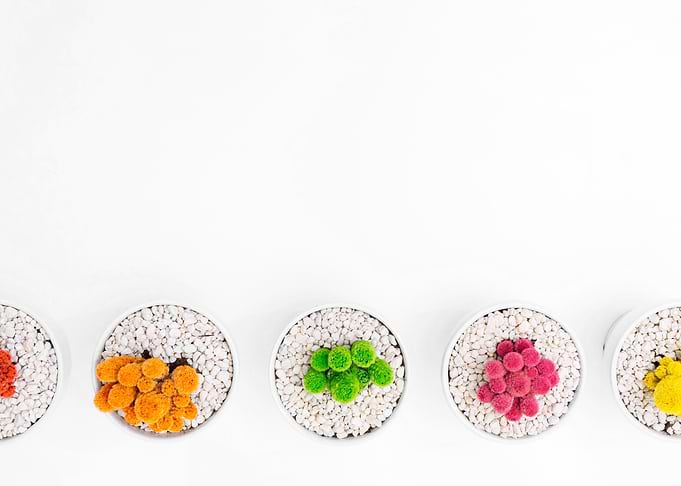 Cacti Row 2