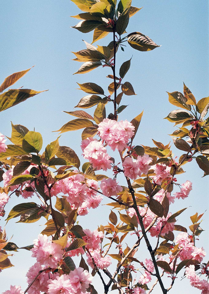Blossom