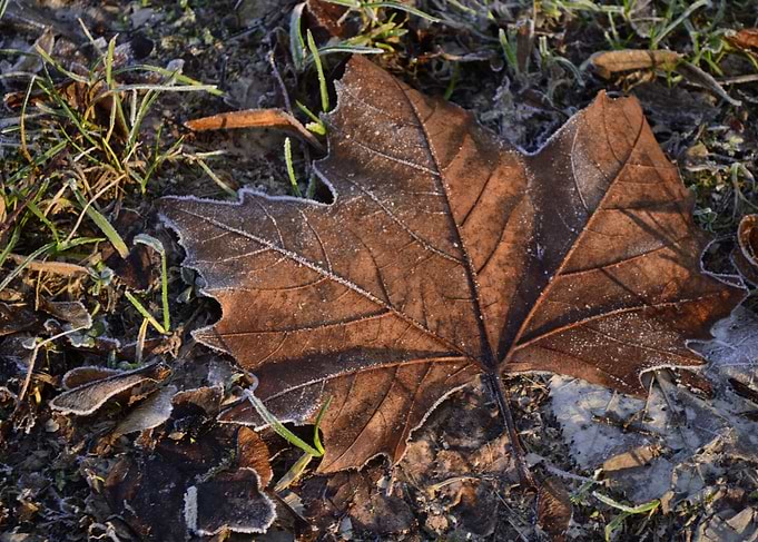 Frost may19