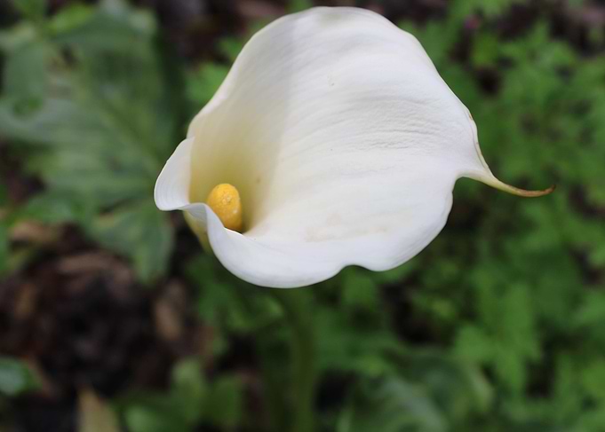 Wild beauty