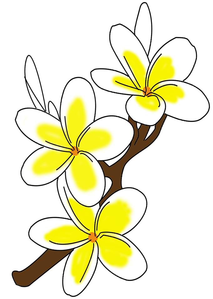 pangifrani flower