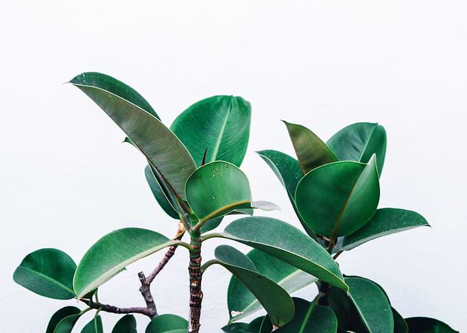 White Leaves