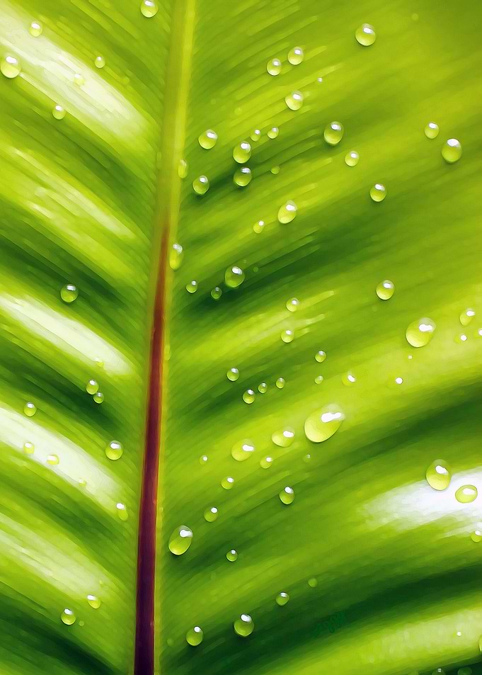 Fern Siargao Philippines