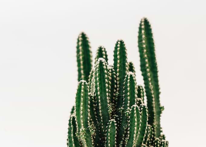 Cacti Guy