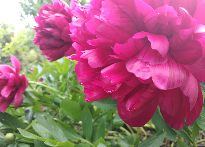 Peonies
