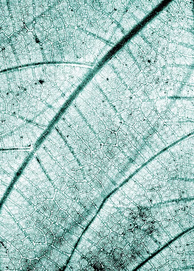Faded vintage leaf strings