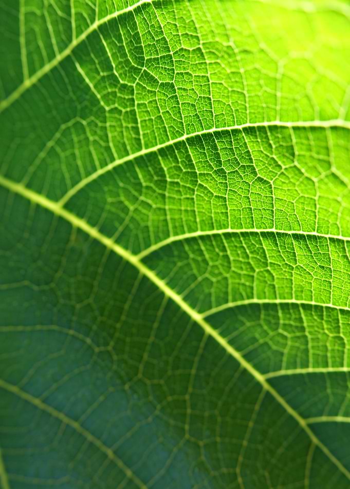 Vivid green leaf strings