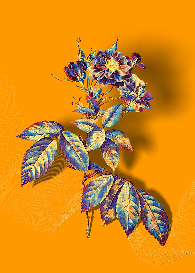 Prismatic Boursault Rose
