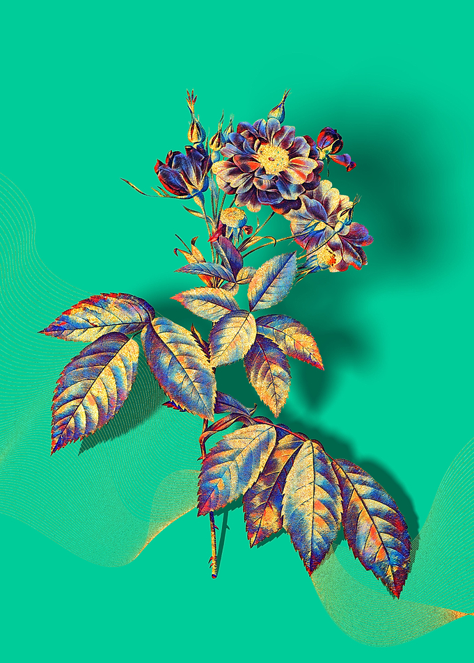 Prismatic Boursault Rose