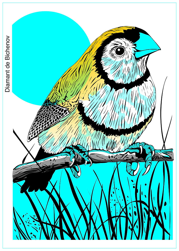 diamant bird
