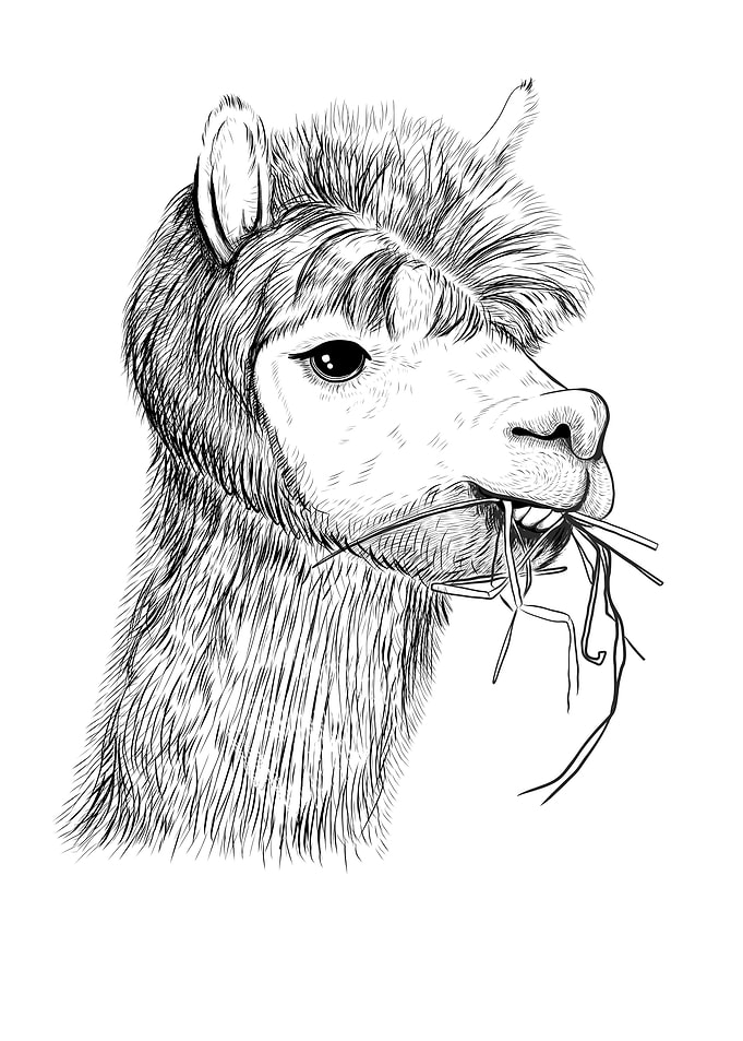 Portrait of llama