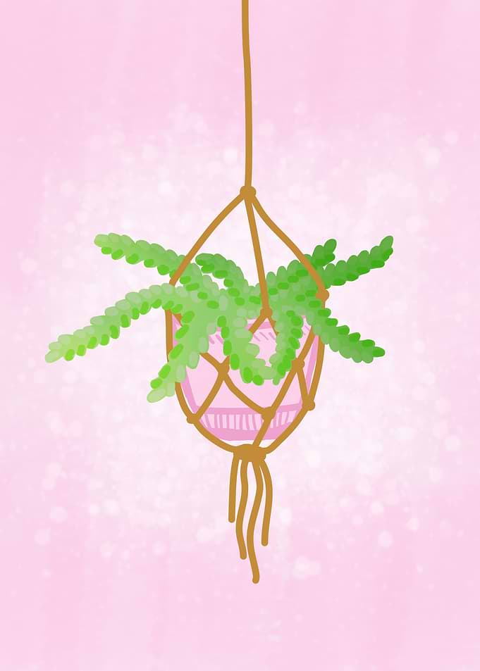 Plant in the pot