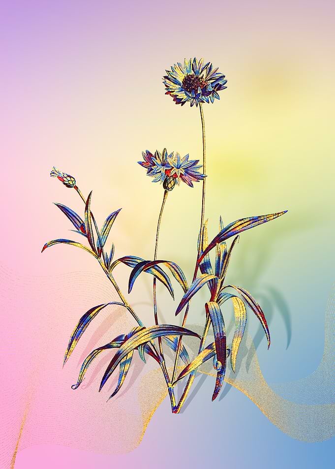 Prismatic Blue Cornflowers