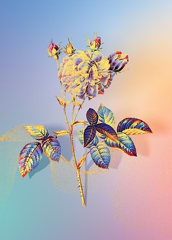 Prismatic Agatha Rose