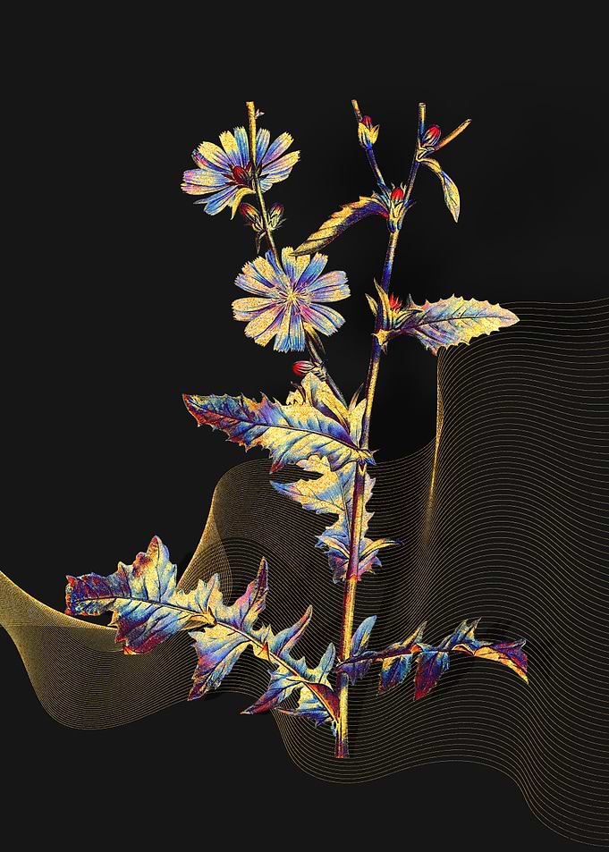 Prismatic Chicory Plant