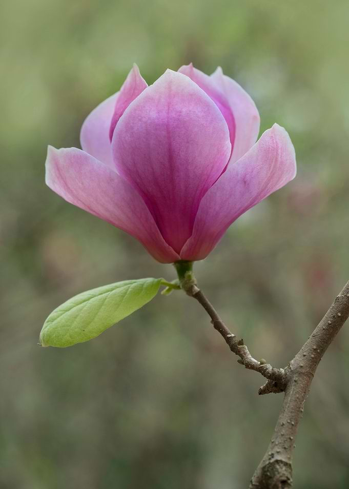 Pretty Dark Pink Magnolia