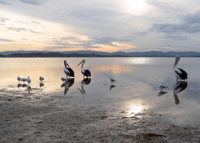 Birds At Sunset