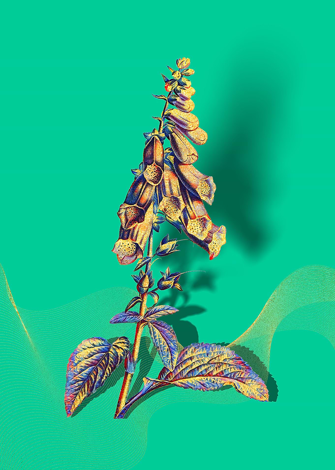 Prismatic Foxglove Flowers