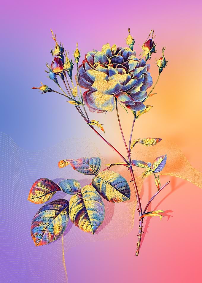 Prismatic Cumberland Rose