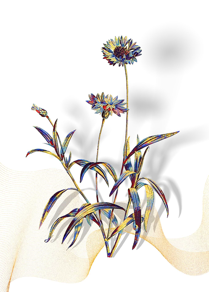 Prismatic Blue Cornflowers