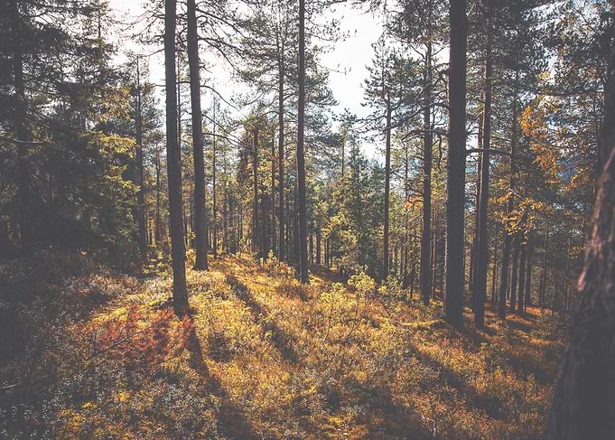 Rusty Times in Forest