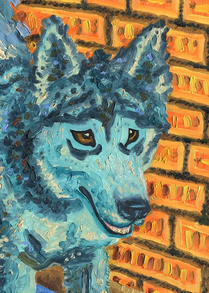 Portrait of a Husky Dog