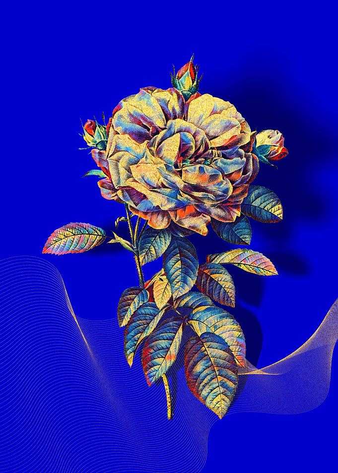 Prismatic French Rose